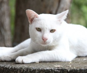 Cute white kitten Stock Photo 02