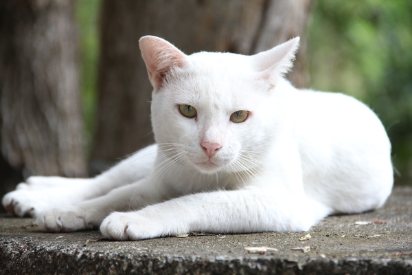 Cute white kitten Stock Photo 02
