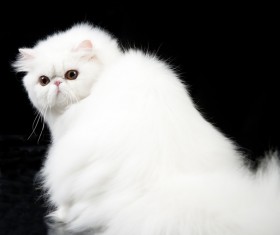 Cute white kitten Stock Photo 03