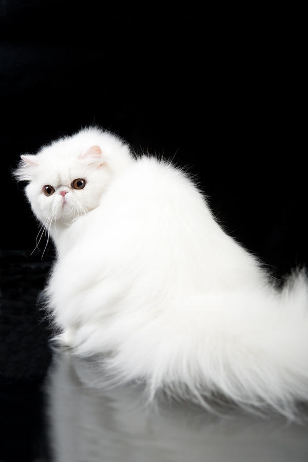 Cute white kitten Stock Photo 03