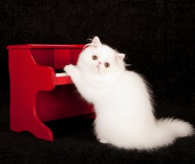 Cute white kitten Stock Photo 04