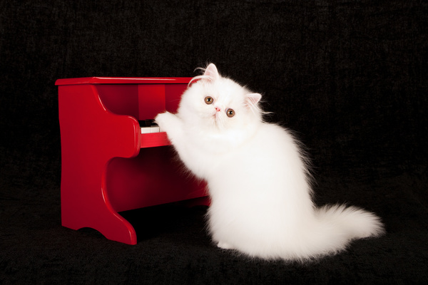 Cute white kitten Stock Photo 04