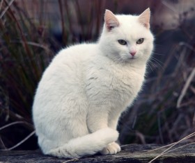Cute white kitten Stock Photo 05