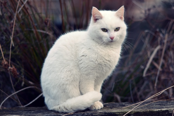 Cute white kitten Stock Photo 05