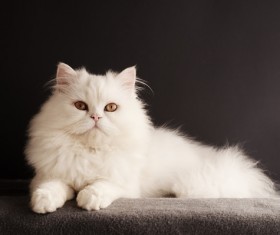 Cute white kitten Stock Photo 06