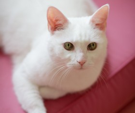 Cute white kitten Stock Photo 07