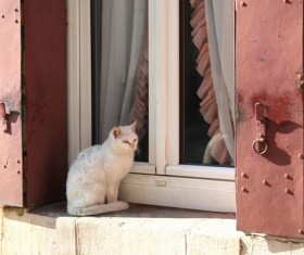 Cute white kitten Stock Photo 08