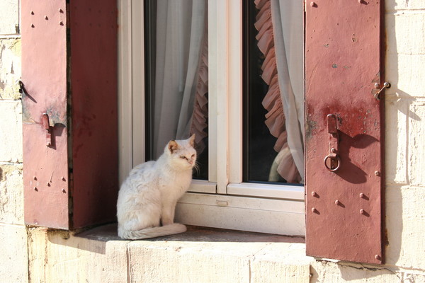 Cute white kitten Stock Photo 08
