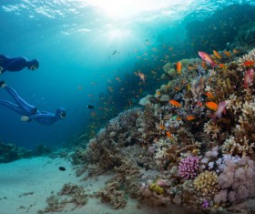 Diver with beautiful underwater world Stock Photo 01