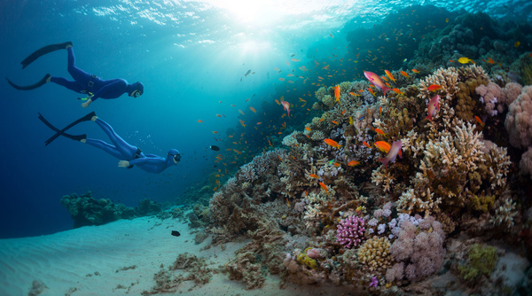 Diver with beautiful underwater world Stock Photo 01