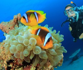 Diver with beautiful underwater world Stock Photo 05