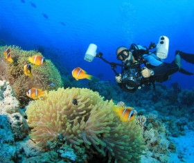 Diver with beautiful underwater world Stock Photo 06