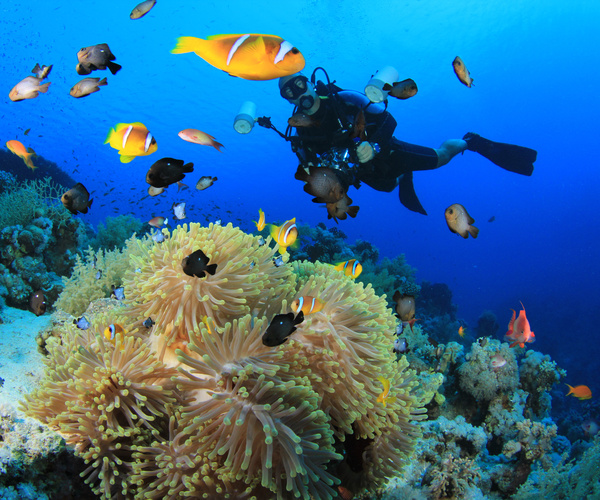 Diver with beautiful underwater world Stock Photo 13