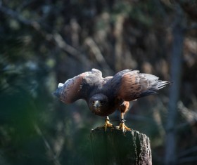 Eagle standing on stump Stock Photo