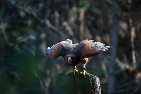 Eagle standing on stump Stock Photo