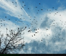 Flocks of Birds Photoshop Brushes