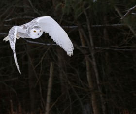 Flying Snowy Owl Stock Photo 01