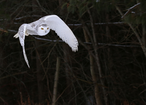 Flying Snowy Owl Stock Photo 01
