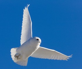 Flying Snowy Owl Stock Photo 02