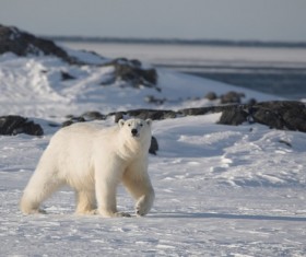 Foraging polar bears Stock Photo