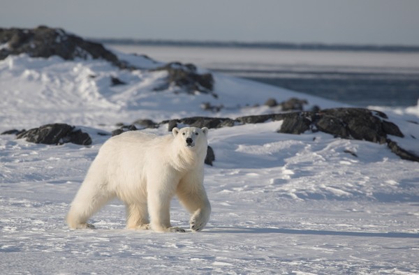 Foraging polar bears Stock Photo