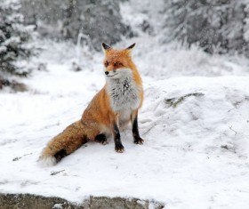 Fox in the snow Stock Photo