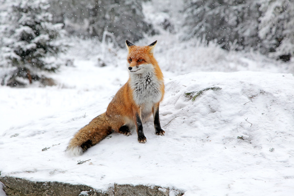 Fox in the snow Stock Photo