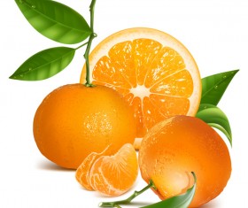 Fresh citrus illustration vector 04