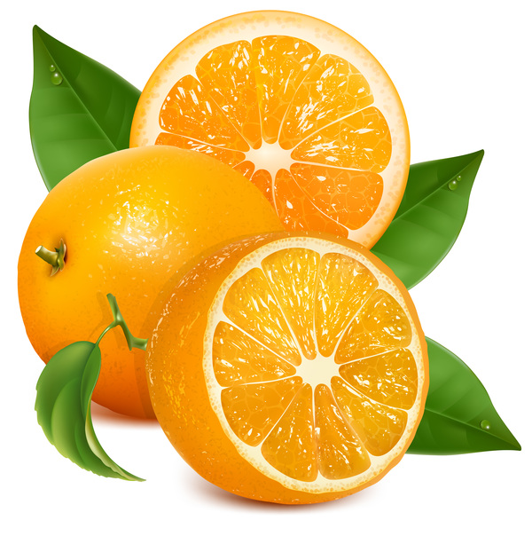Fresh citrus illustration vector 02