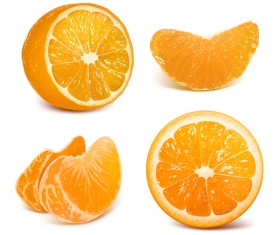 Fresh citrus illustration vector 05