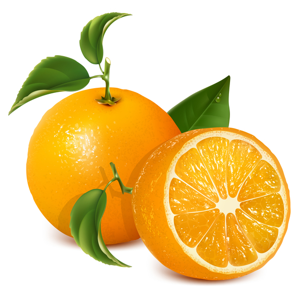 Fresh citrus illustration vector 06