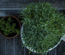 Fresh green trees in pots Stock Photo
