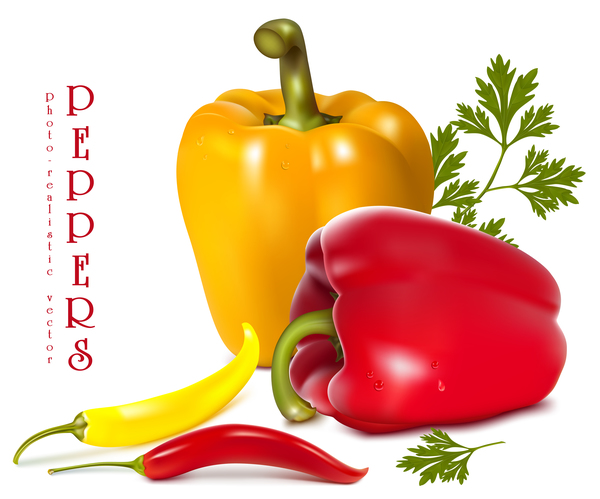 Fresh pepper illustration vector 03