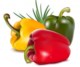 Fresh pepper illustration vector 04