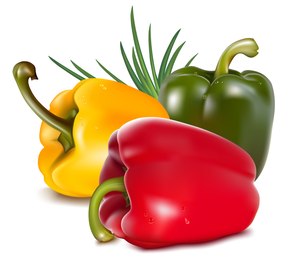 Fresh pepper illustration vector 04