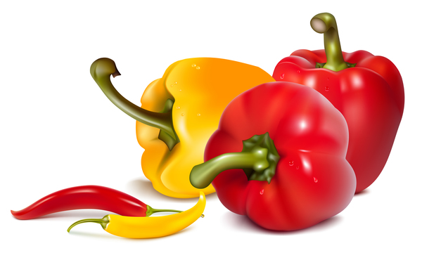 Fresh pepper illustration vector 05