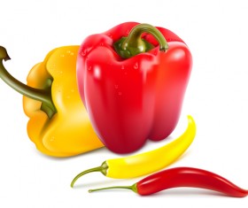 Fresh pepper illustration vector 06