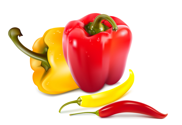 Fresh pepper illustration vector 06