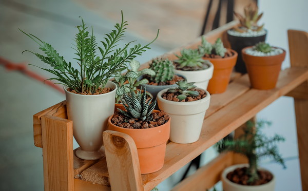 Green succulents in pots Stock Photo