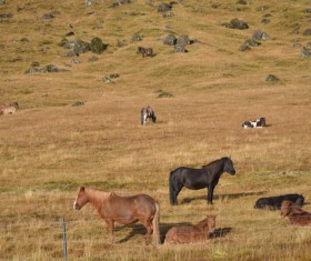 Highland grazing horses Stock Photo