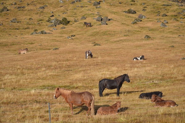 Highland grazing horses Stock Photo