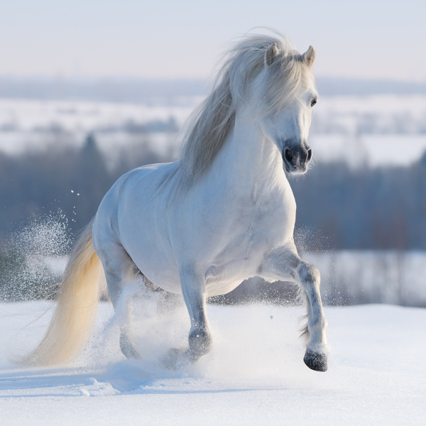 Horse running in the snow Stock Photo