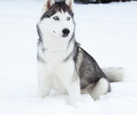 Huskies on the snow Stock Photo