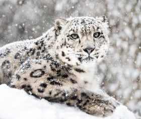 Leopard in the snow Stock Photo