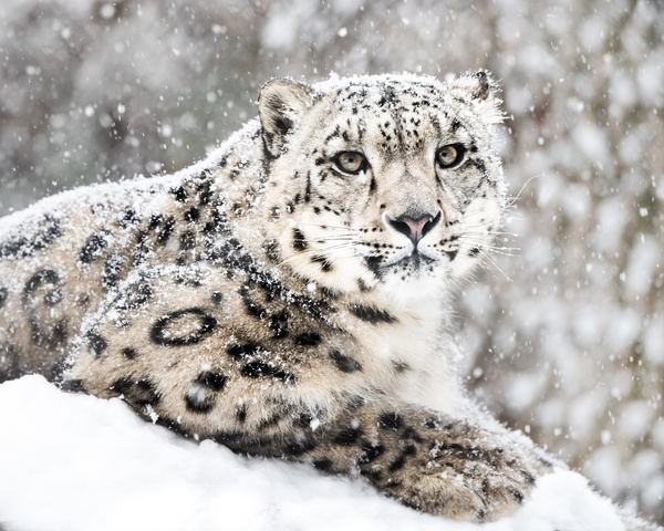 Leopard in the snow Stock Photo