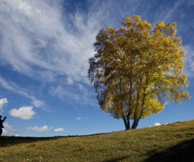 Lonely tree on the meadow Stock Photo
