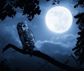 Night Snowy Owl Stock Photo 01