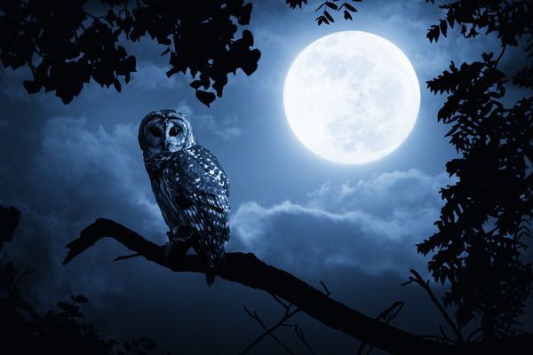 Night Snowy Owl Stock Photo 01