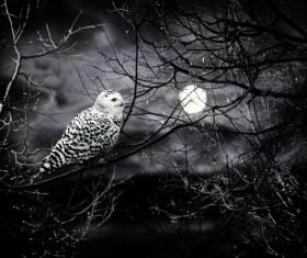 Night Snowy Owl Stock Photo 02
