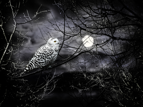 Night Snowy Owl Stock Photo 02